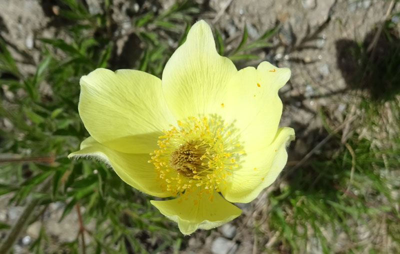 Pulsatilla alpina subsp. apiifolia - Ranunculaceae